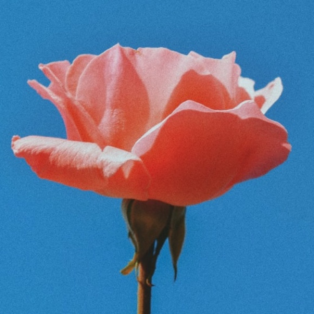 Meet your Posher, Paige